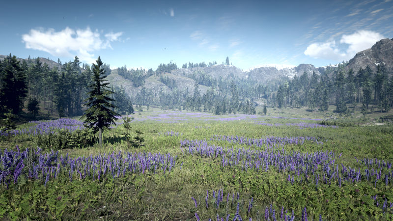 Image  of a prairie with lupins
