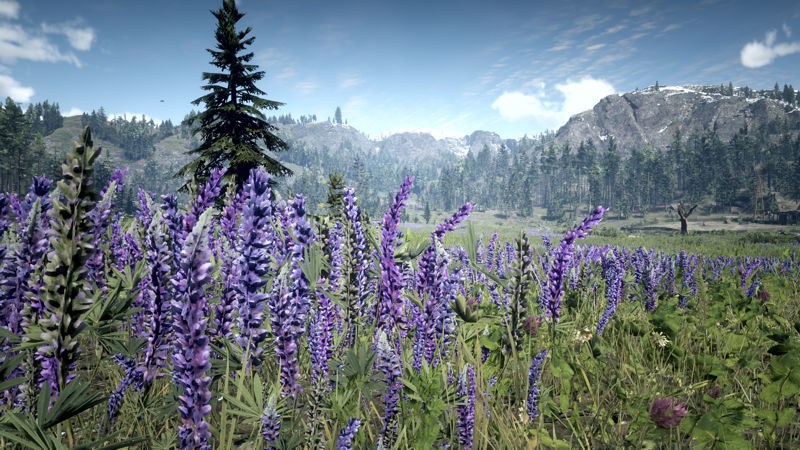 Image showing a close up of lupins